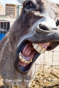 Big Mouth Donkey
